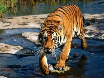 Cat Wallpaper Big Cats