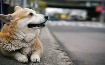 Corgi Wallpaper HD Jpg