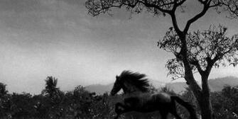 Horse Wallpaper Useful Black And White Background