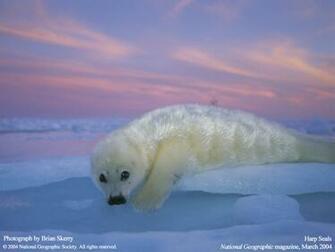 Harp Seals Marinebio Video Library Nat Geo Seal Wallpaper