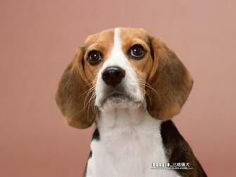 Beagle Dog Photos Wallpaper No Desktop