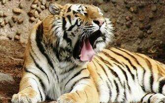 Bengal Tiger Pictures Royalwallpaper Biz