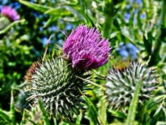 Thistles Desktop Background Wallpaper