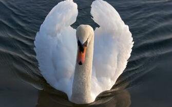 Or Maybe I M Being A Bit Too Obvious Perhaps They Are Just Meant