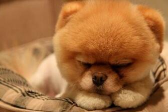 Nice Image Wallpaper Meet Boo The Cutest Pomeranian Dog