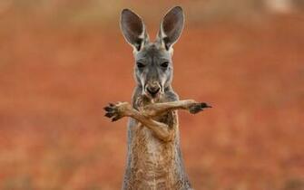 Kangaroo HD Wallpaper Background Image Id