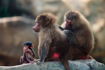 Baboon Wallpaper