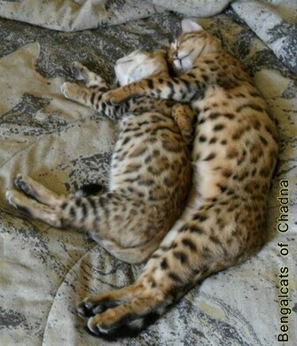 Bengal Jpg