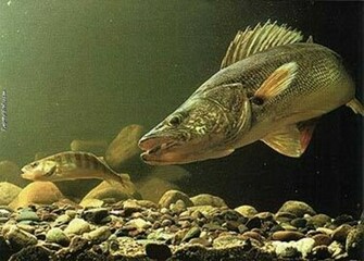 Walleye Background Pimp My Profile