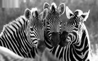Zebra Wallpaper HD Pulse