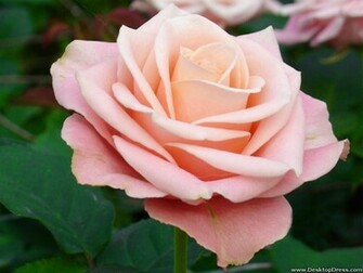 Desktop Wallpaper Flowers Background Rose Light Pink