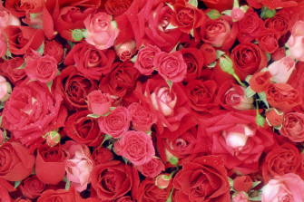 Love Roses Wallpaper One Stop