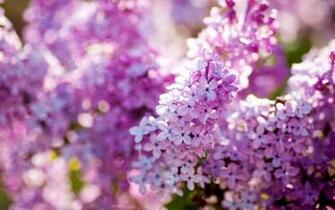 Wallpaper Lilac