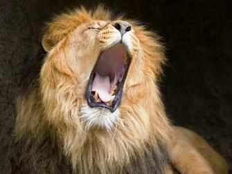 Wallpaper Lion Roaring
