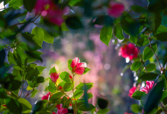 Nature Flowers Wallpaper HD