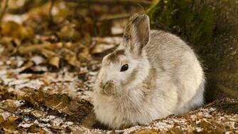 Cute Hare Wallpaper