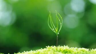 Spring Buds Wallpaper HD S