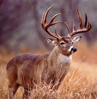 All Deer Hunting Background Image Pics Comments Covers