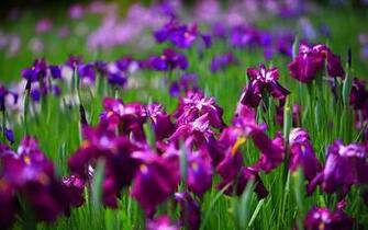 Green Girly Zone Flowers Iris