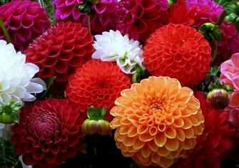 Nature Landscapes HDwallpaper Pretty Colorful Flowers HD