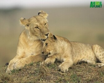 Animal Planet Wallpaper Lio