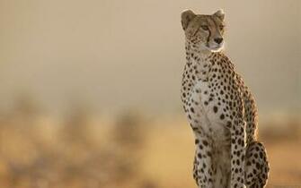 Cheetah HD Desktop Wallpaper 7wallpaper Net
