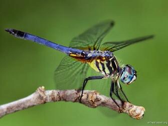 Insects Wallpaper Bugs Photography Art Print