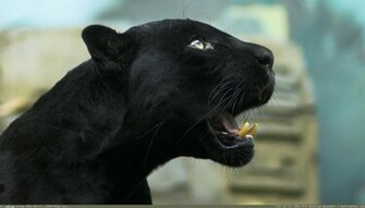 Black Panther Wallpaper