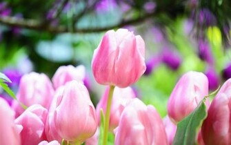Pink Tulips Wallpaper