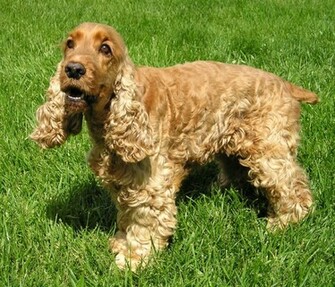 Cocker Spaniel Ingl S Con Cola Amputada