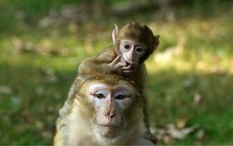 Monkey Baby G Wallpaper