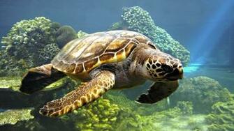 Sea Turtle HD Wallpaper