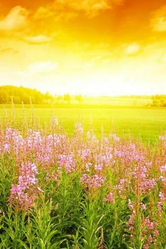 Spring Sunrise Wallpaper