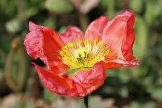 Wallpaper Red Yellow Poppy