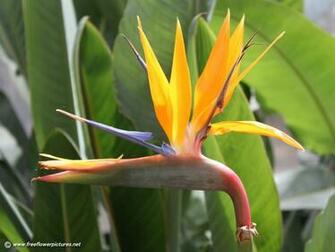 Bird Of Paradise Flower Pictures Crane