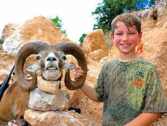 Mouflon Sheep Hunting Acres In Texas Species Ox Ranch