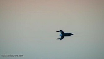 Loon Wallpaper