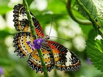 Borboleta Wallpaper Rosa Blanca De York