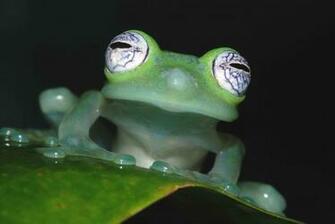 On November By Admin Comments Off Frog Desktop Wallpaper
