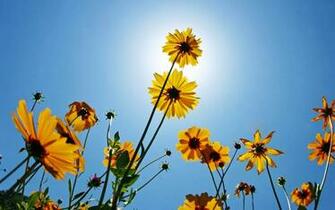 Wallpaper Wildflowers