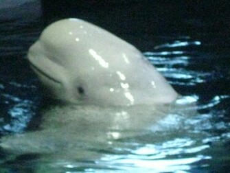 High Definition Wallpaper Photo Beluga Html