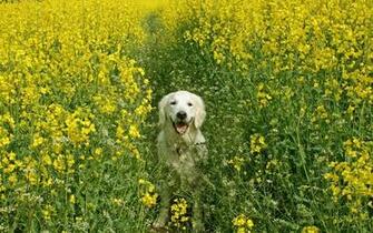 Spring Dog