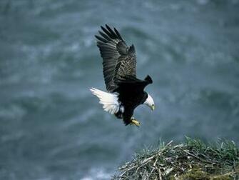 HD Bald Eagle Wallpaper
