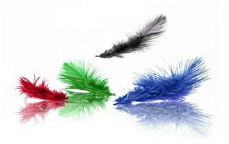 Colorful Feathers Wallpaper