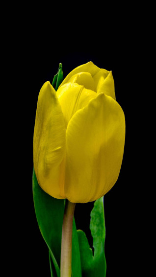 Flower Phone Wallpaper