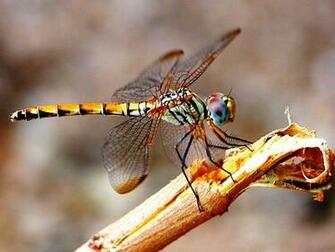 Dragonfly Photos Of Personalize Your Computer With Desktop Background