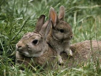 Baby Bunnies Image Bunny HD Wallpaper And Background Photos