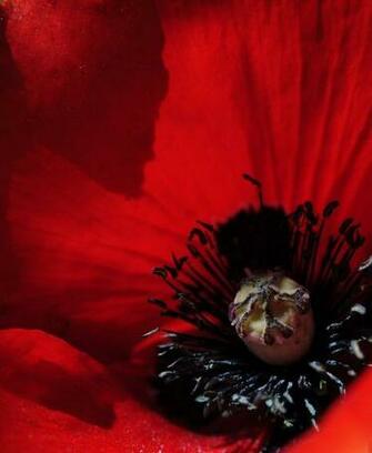 Poppy Crimson Red Flowers Blazing Bright Floral By Simplylodge