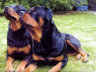 Rottweiler Funny Face Wallpaper Pictures