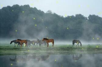 Screensaver Version Animal Wildlife Supported Systems